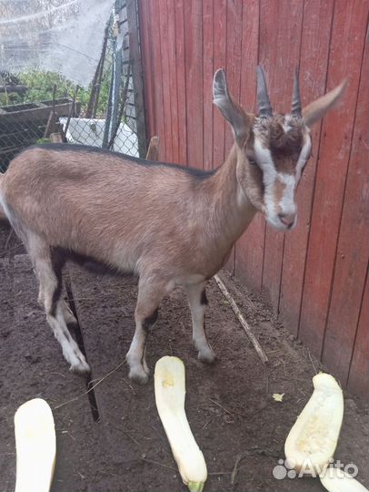 Козочка альпийская