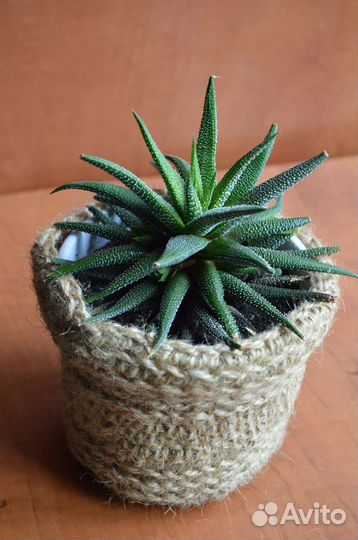 Хавортия полосатая, хлорофитум хохлатый и другие