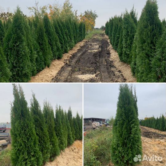 Туя западная Смарагд