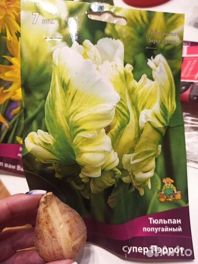 Луковичные цветы тюльпаны нарциссы