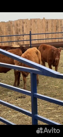 Телки лимузин