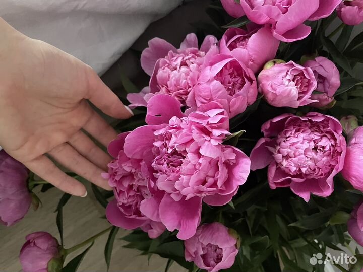 Пионы на срез