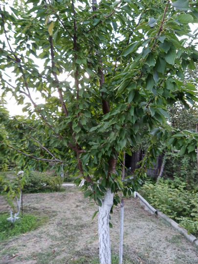 Дача 20 м² на участке 6 сот.