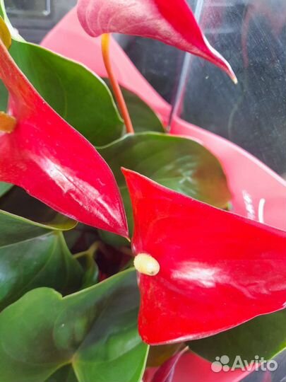 Антуриум красный Динамит Ред