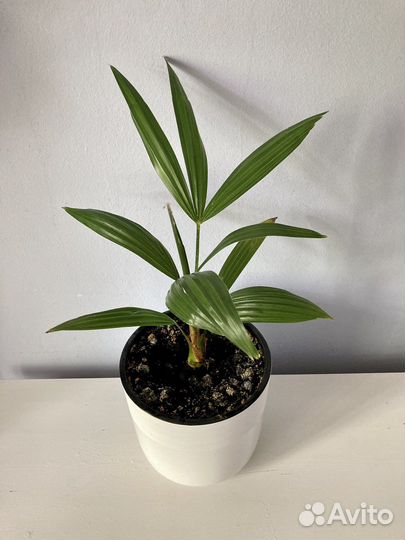 Пальма трахикарпус