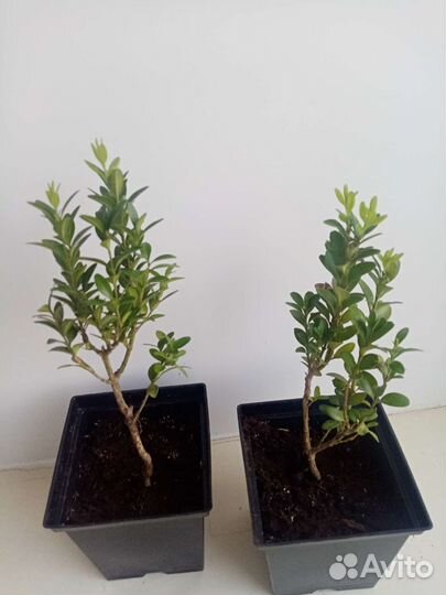 Саженцы самшита