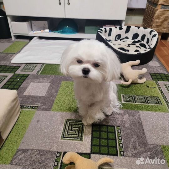 Вязка мальтезе кабель