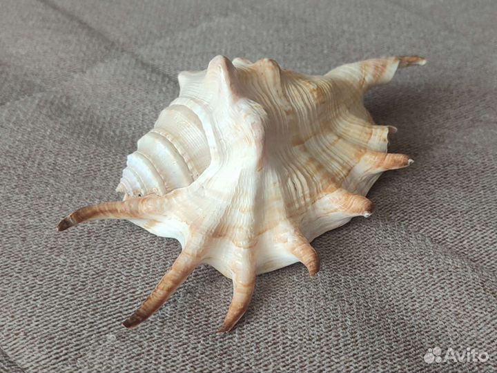 Морские ракушки раковины
