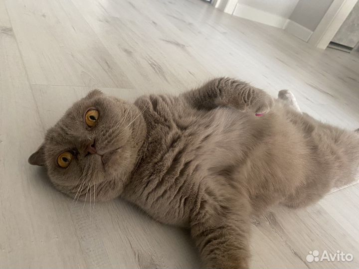 Шотландская вислоухая кошка бесплатно