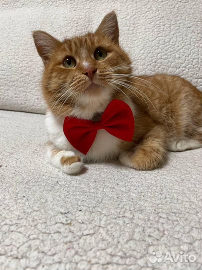 Котик в добрые руки