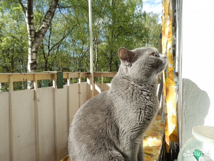 Британский кот международный чемпион. Вязка