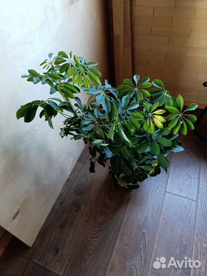 Шефлера взрослая 1 метр