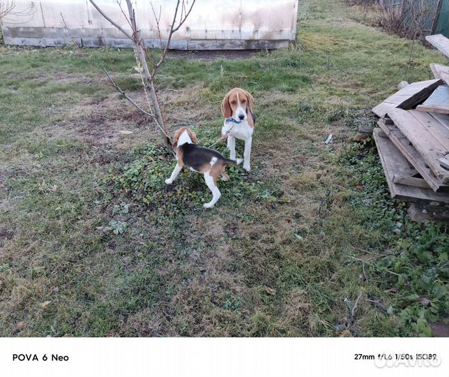 Выжлец эстонской гончей