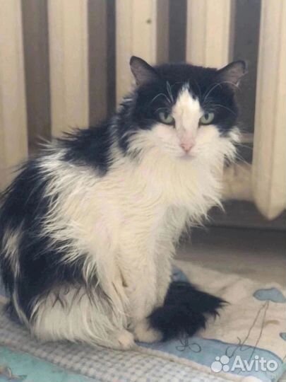 Маруся ищет дом