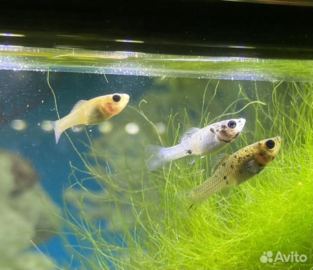 Моллинезии