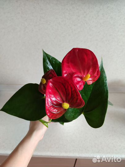 Антуриум красный