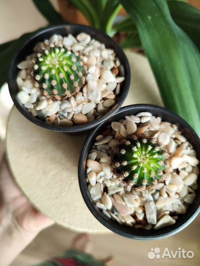 Кактус эхинопсис