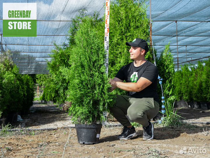 Туя колумна 1,2 м свежая копка 2023