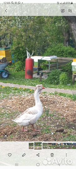 Гуси
