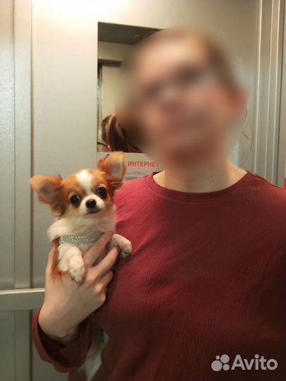 Чихуахуа супермини Эксклюзив