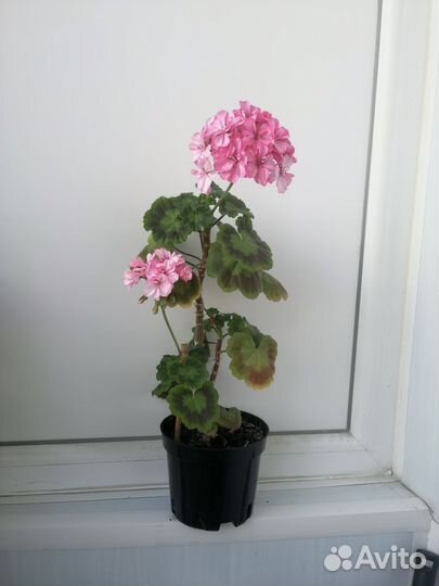 Герань пеларгония