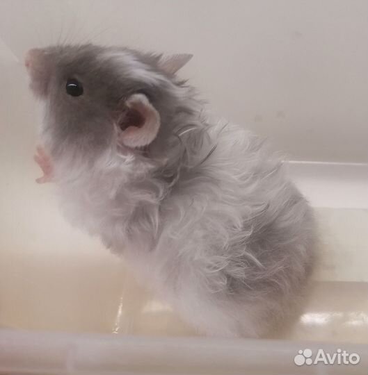 Сирийский хомяк малыши редких окрасов