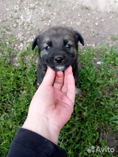 Собака в добрые руки отдам бесплатно
