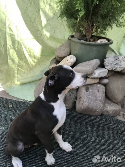 Щенок амстаффа