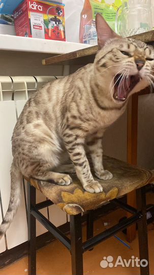 Кот Бенгал