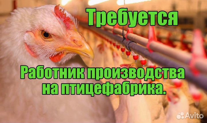 Работа на птицефабрике, график посменный