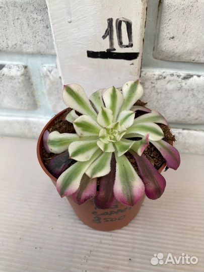 Эониум, несколько сортов из питомника растений