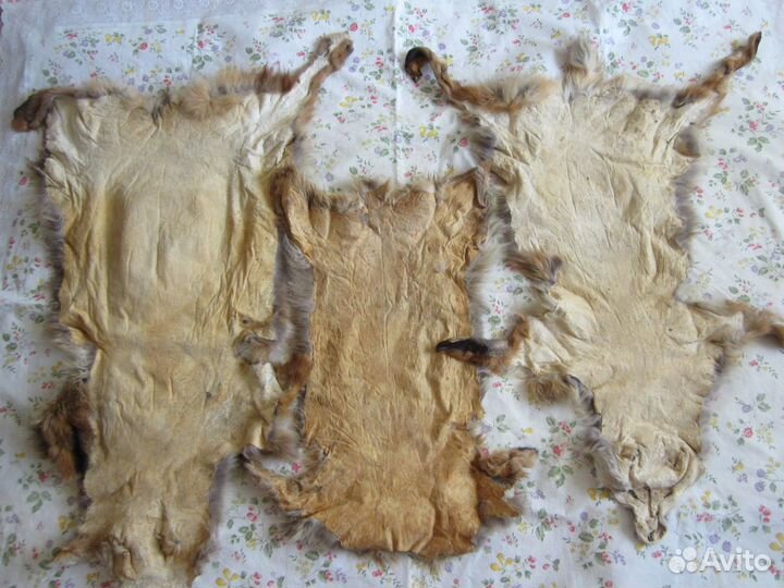 Шкуры лис 5 штук
