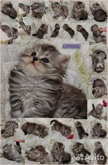 Шотландские котята фолд и страйт