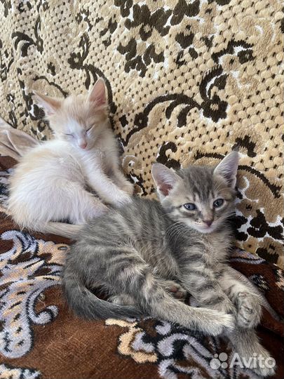 Котятки в добрые руки