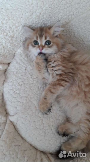 Британские котята