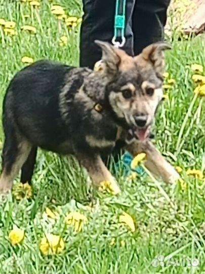 Мальчонка в добрые руки