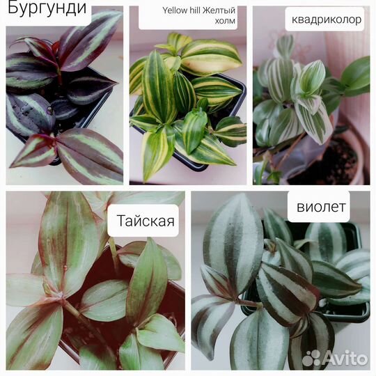 Традесканции сортовые быстро растут