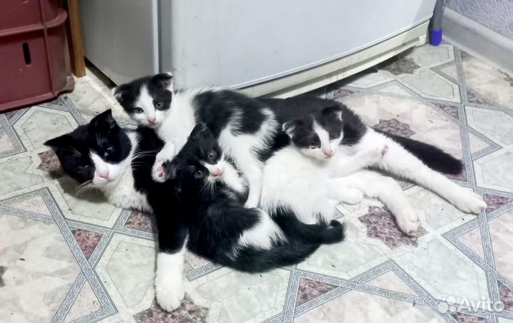 Котенок в добрые руки