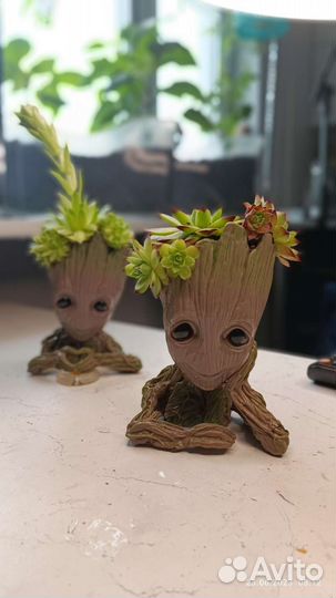 Суккуленты в кашпо