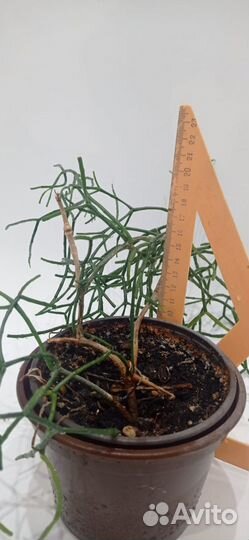 Хатиора, алое и хлорофитум в хорошие руки