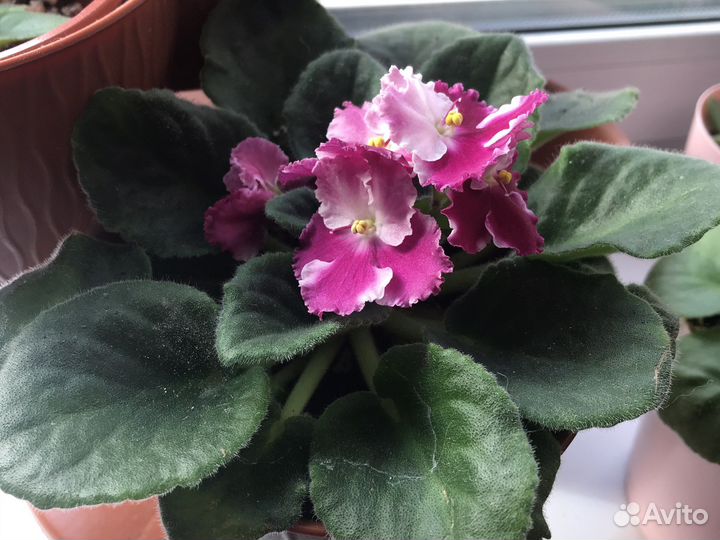 Комнатные цветы