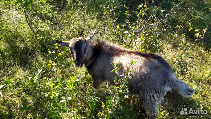 Козел и козлята