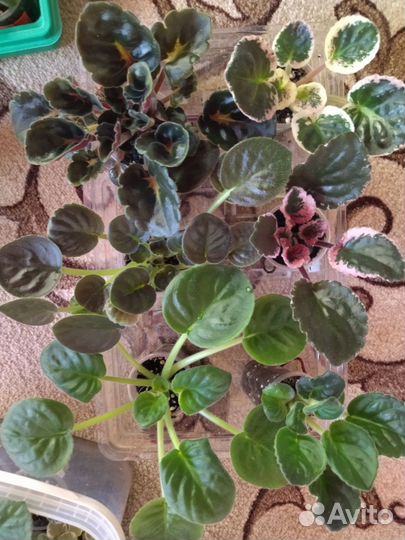 Комнатные цветы