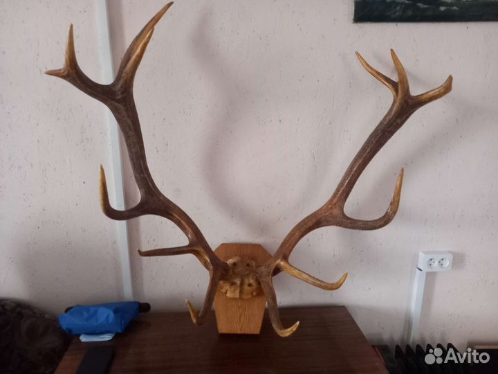 Продам рога оленя