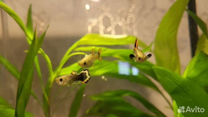 Аквариумные рыбки гуппи