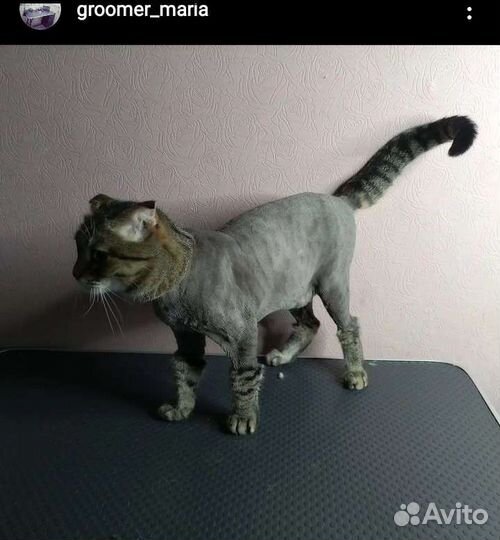 Стрижка кошек