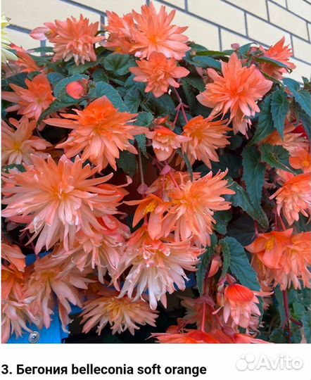 Бегония ампельная