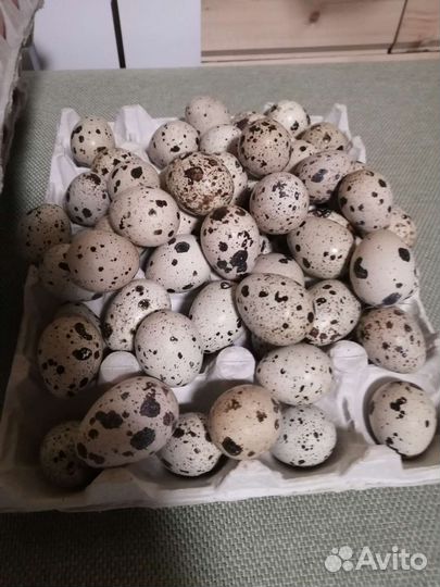 Яйцо перепелиное домашние