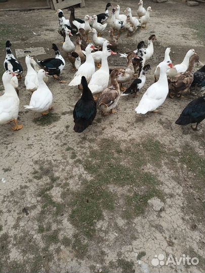 Индоутки муларды