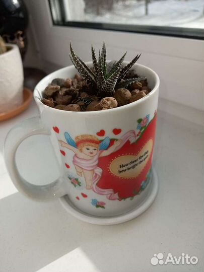 Цветы в горшках